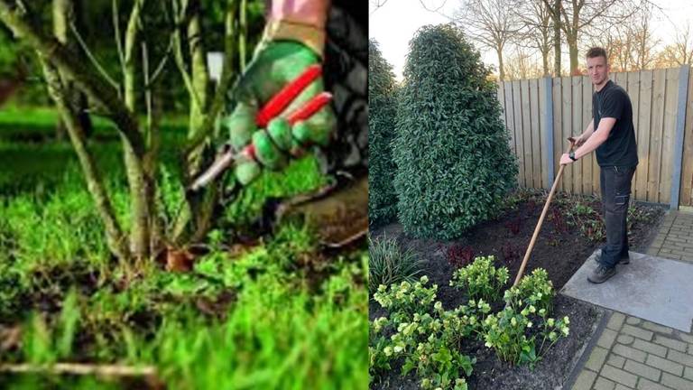 Het advies van hovenier Roel: extra snoeien om tuinplanten tegen nachtvorst te beschermen.