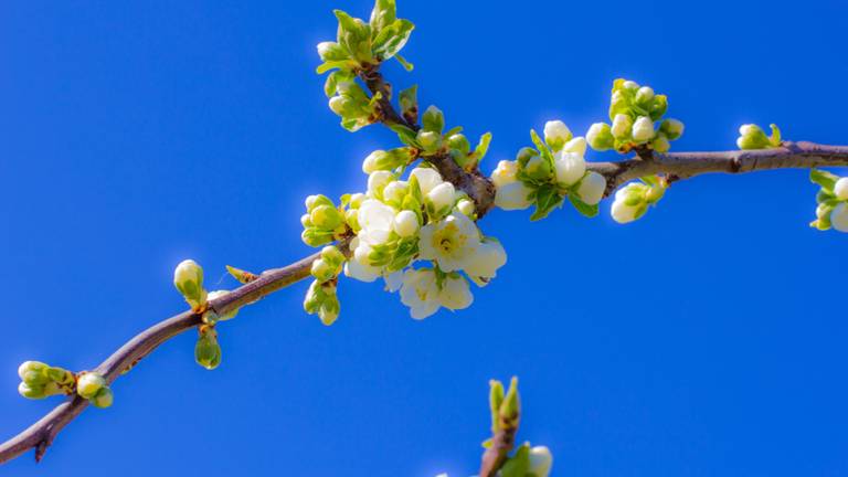 Bloesem bij een strakblauwe lucht (foto: Ab Donker)