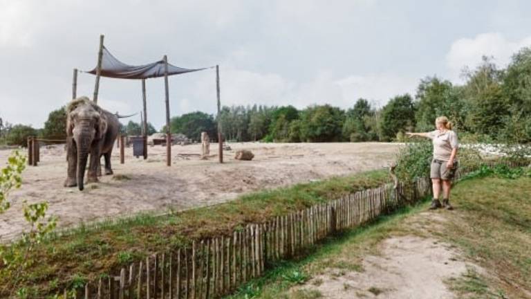 Een ranger van De Beekse Bergen geeft uitleg over de olifanten (Foto: Libema)