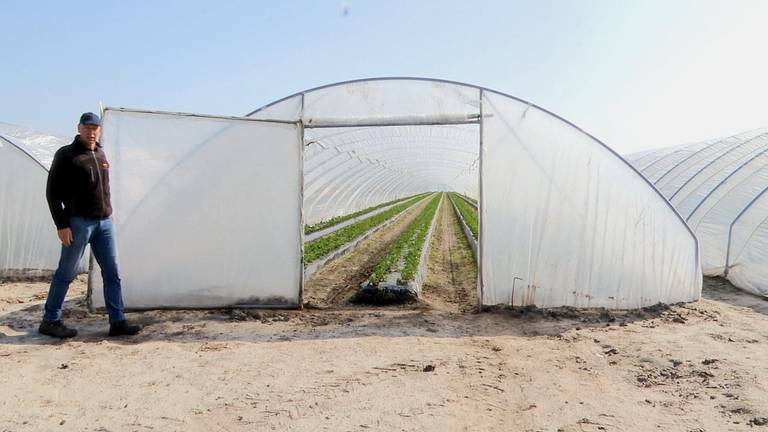 Kweker Mark van Aert bij de tunnel waar binnenkort de eerste aardbeien moeten worden geplukt. (foto: Raoul Cartens)