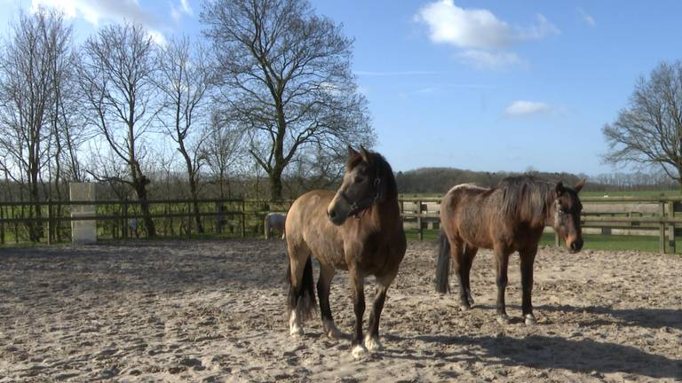 Twee paarden voor therapie in Etten-Leur (foto: Raoul Cartens)
