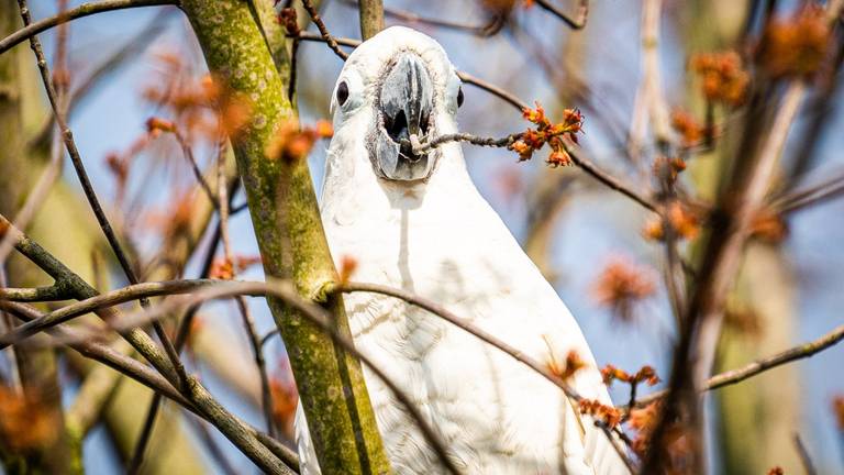 Omroep Brabant