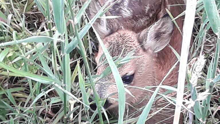 Een reekalf in de Brabantse Natuur (Foto: Staatsbosbeheer)