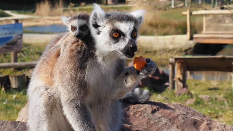 Een van de jonge ringstaartmaki's met de moeder (foto: ZooParc Overloon)