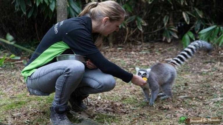 Dierenverzorgster Bastiënne met een van haar lievelingen: een ringstaartaapje (foto: Dierenpark De Oliemeulen).