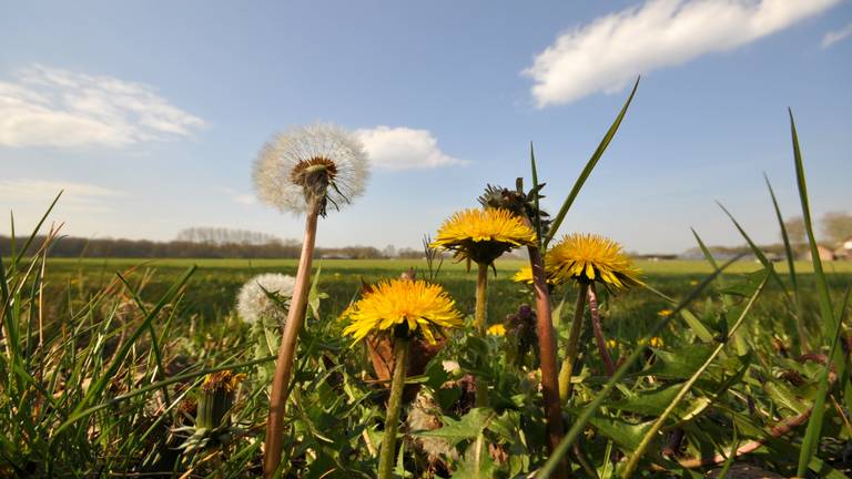 Een zomerse dag in Brabant (Foto: Ben Saanen).