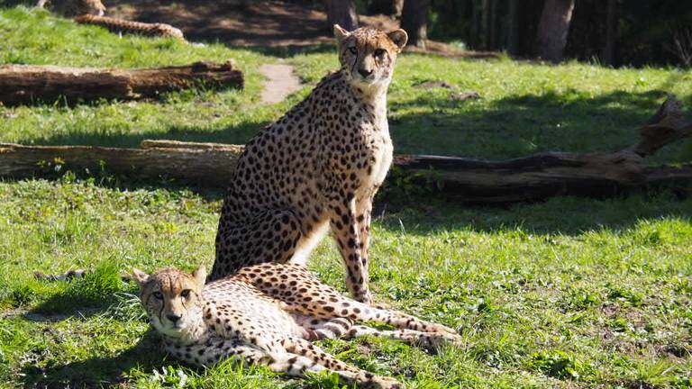 Twee van de vijf nieuwe cheetahs in ZooParc Overloon. (Foto: ZooParc Overloon)