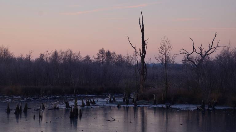 De Peel op de grens van Brabant en Limburg lijdt al jaren onder een overdosis stikstof (foto: Alice van der Plas). 