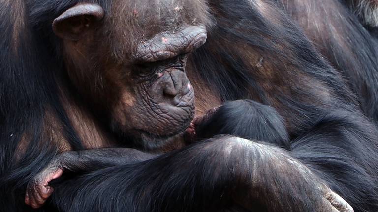 Moeder Pepa bewondert haar tweede jong. (foto: Beekse Bergen).