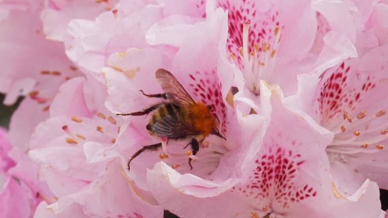 Een hommel in actie in Mierlo (foto: Marinette Raaijmakers).