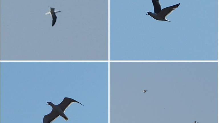 Een kleine mantelmeeuw maakt kabaal boven een huis (foto: Willeke van Delft).