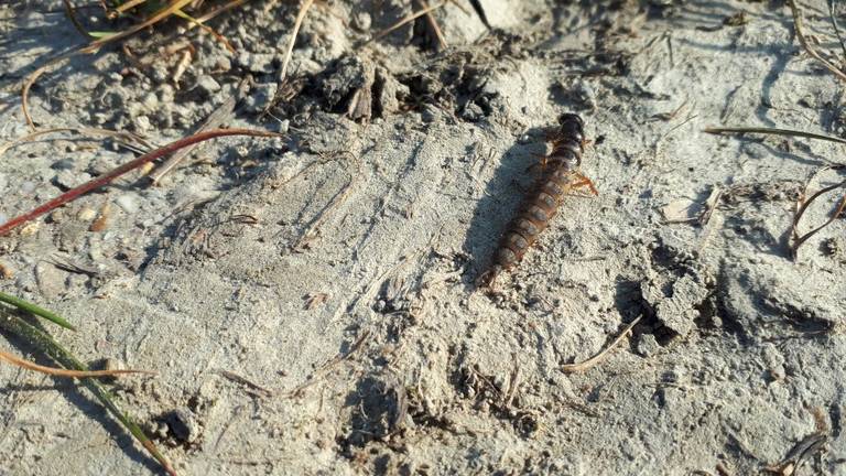 De larve van een stinkende kortschildkever (foto: Carlo van Merrienboer)