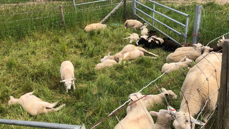 De doodgebeten schapen van Jos Verhulst in mei 2020. (Archieffoto)