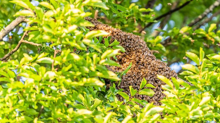Het bijennest hoog in de boom (foto: Jack Brekelmans/SQ Vision Mediaprodukties).