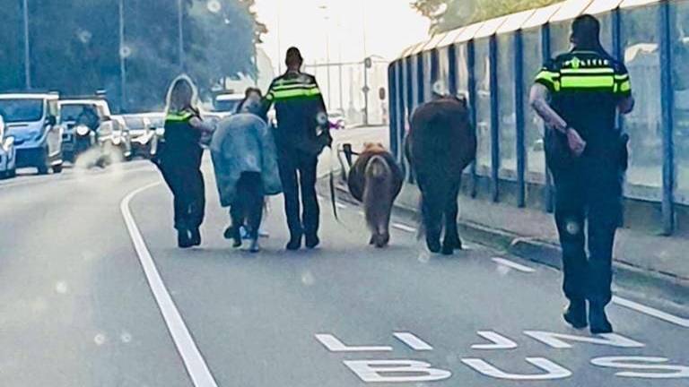 Agenten liepen uiteindelijk met de paarden terug naar Geldrop (foto: politie Eindhoven).