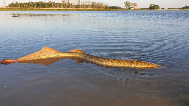 Als aasgieren cirkelden de meeuwen boven deze vinnen van de zeldzame zeeprik. (Foto:Thomas van de Es)