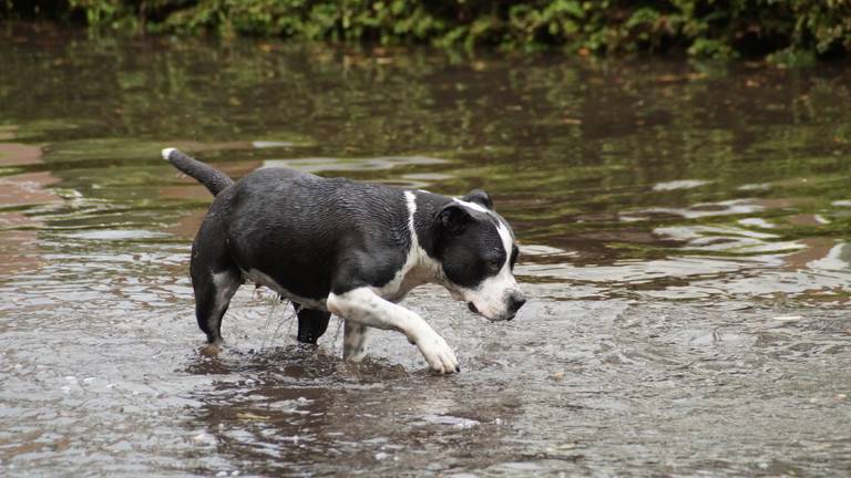 Deze hond staat ook met zijn pootjes in het water (Foto: Erik Haverhals). 
