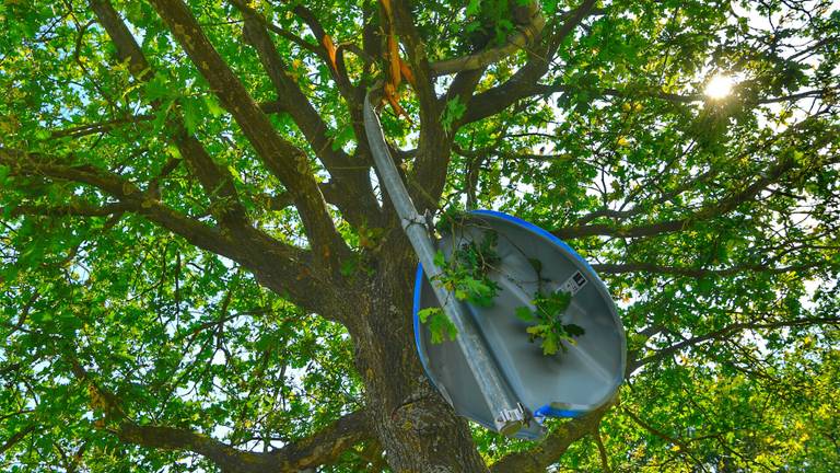 Een verkeersbord werd in een boom geslingerd. (Foto: Rico Vogels / SQ Vision)