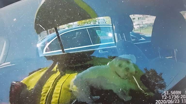 De eigenaren van de hond hadden de ramen van hun auto enkele centimeters open gezet (foto: Facebook/Politie Tilburg).
