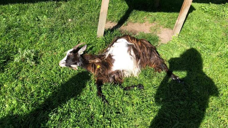 Geit Grietje werd dinsdagochtend gevonden (foto: kinderboerderij De Sik).