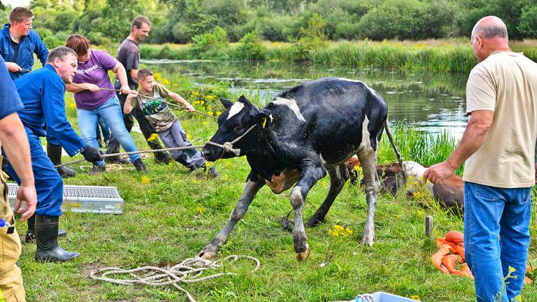 Een van de koeien wordt uit het water gehaald (foto: Rico Vogels / SQ Vision).