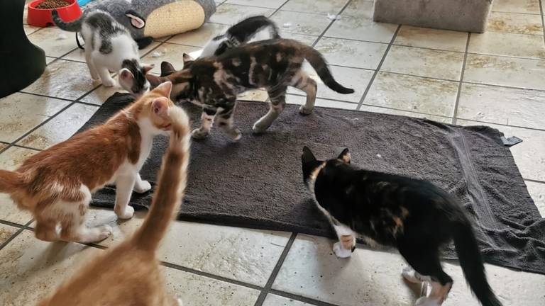 Katten zoeken verkoeling op een natte handdoek (foto: Angela Frijters)