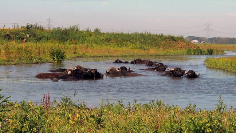 Marij Wagenaars zag de buffels in de Biesbosch verkoeling vinden.