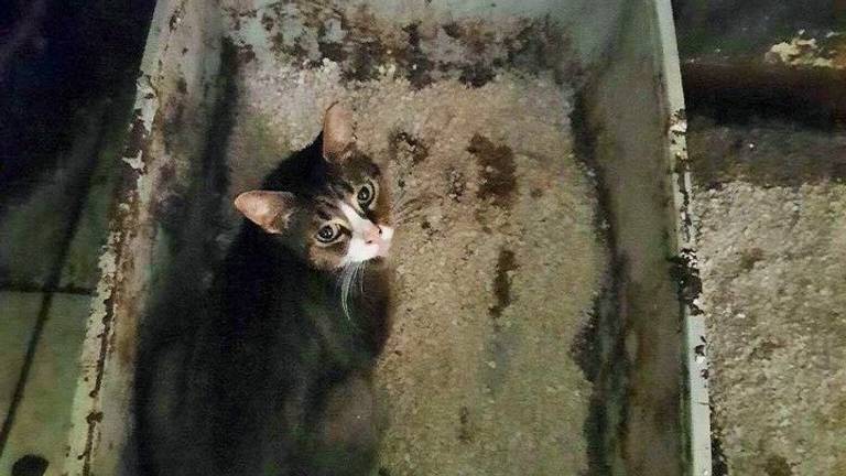 De kattenbakken waren ernstig vervuild (foto: Dierenbescherming).