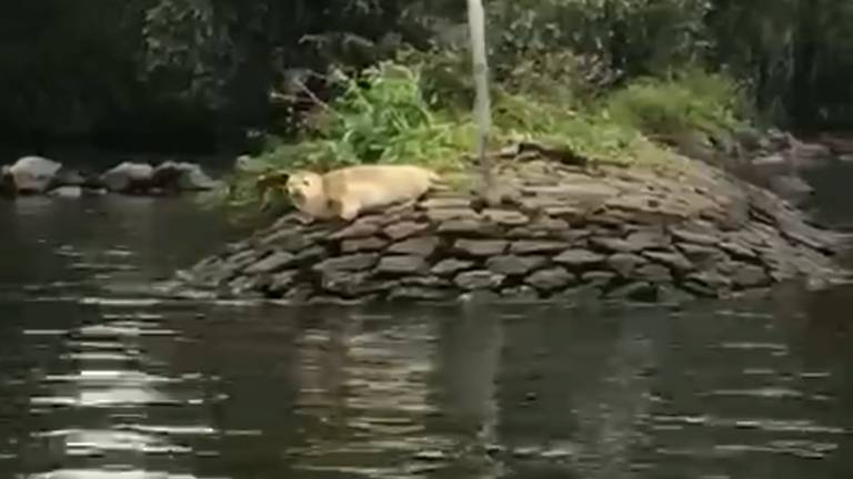 Vissers spotten de zeehond op een strekdam.