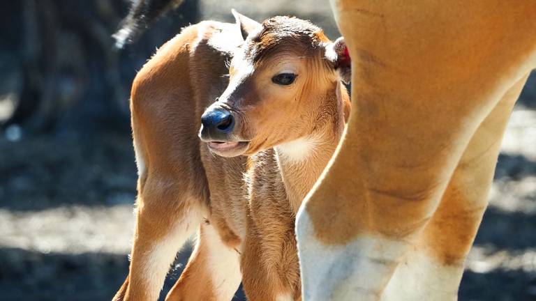 Arthur de banteng (foto: Safaripark Beekse Bergen).