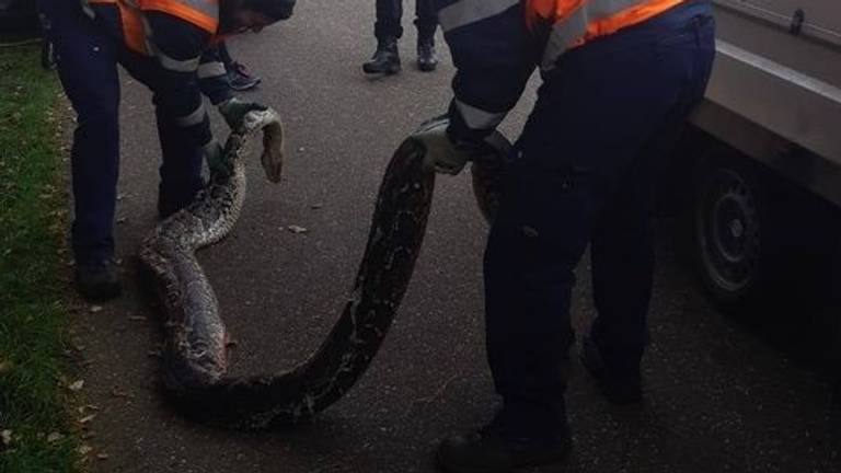 De python die in Etten-Leur uit de sloot werd gehaald (foto: politieteam Weerijs).