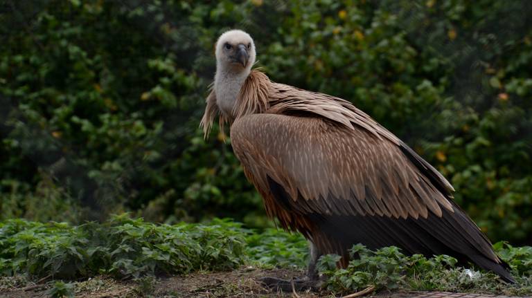 Deze vale gier gaat zijn vleugels uitslaan in Bulgarije (Foto: Alice van der Plas)