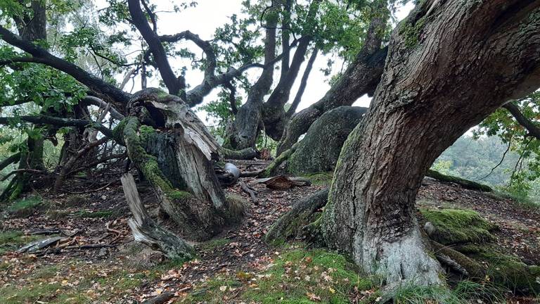 De kruin van een ondergestoven eikenboom (foto: Jan Schilders).