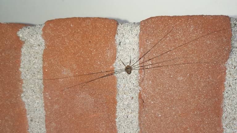 Een lang uitgerekte hooiwagen (foto: Anja Thompson).