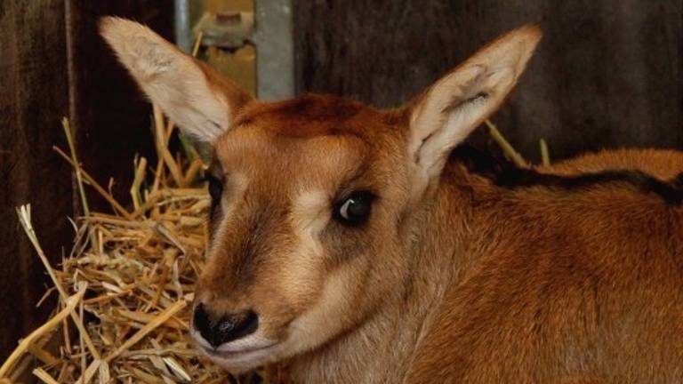 Beeld: Beekse Bergen/Mariska Vermij-van Dijk