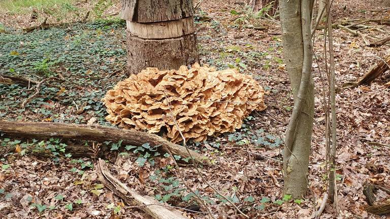 Een reuzenzwam met veel grote hoeden onder een geringde boom (foto: Hetty Uijtdewilligen van Hest).