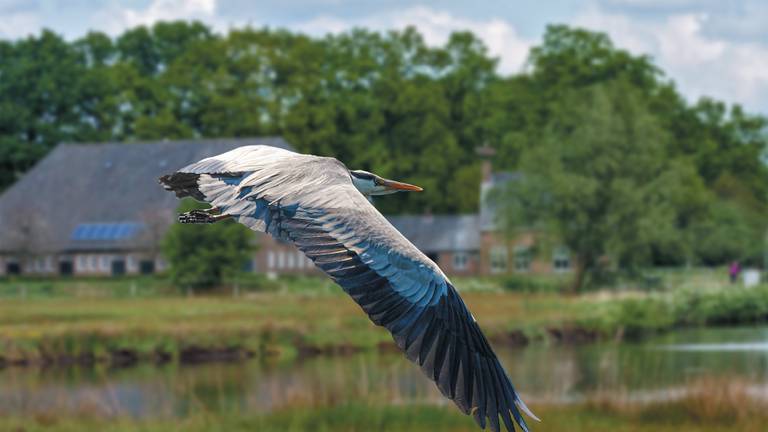 'Langbek de Reiger' in volle vlucht boven het Markdal. (foto: Paul Ranft)