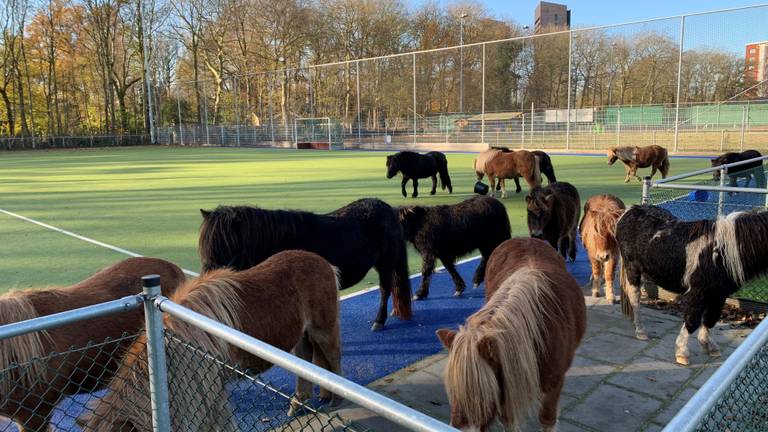 De pony's stonden op een kunstgrasveld (Foto: Hans Meijer).