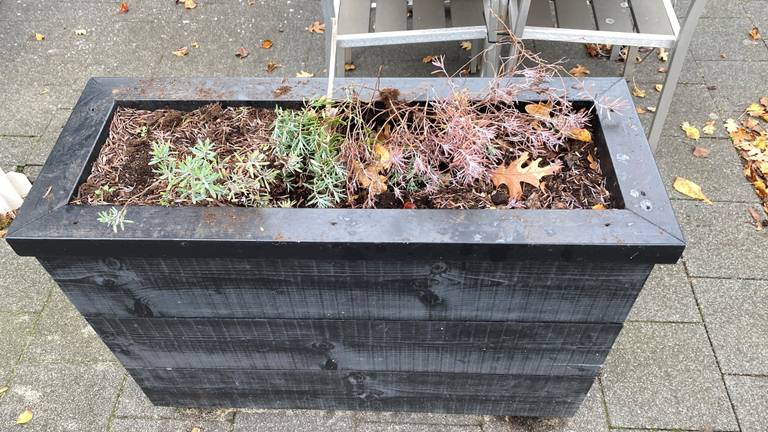 Geen olijfboom meer te bekennen in de plantenbak (foto: Roy Jordaans)