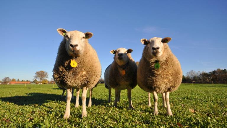 De schapen hadden het warm vandaag (foto: Ben Saanen).