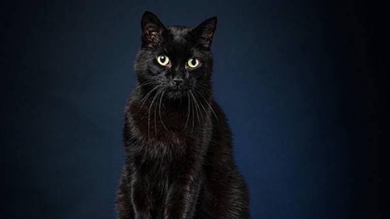 Sommige zwarte katten vinden lastig een baasje (foto: Stichting Dierenasiel).