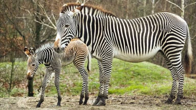 Lara en haar moeder Melanie (foto: Beekse Bergen/Mariska Vermij-van Dijk).
