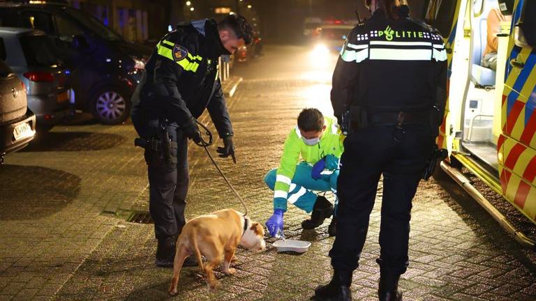 De hond kreeg meteen water (foto: Bart Meesters / SQ Vision).