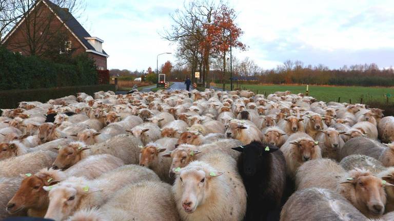 Heel veel schapen onderweg in Helvoirt (foto: Bart Meesters/ SQ Vision).