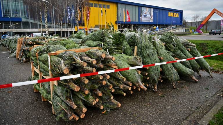 Kerstbomen bij de IKEA (foto: Tom van der Put / SQ Vision)