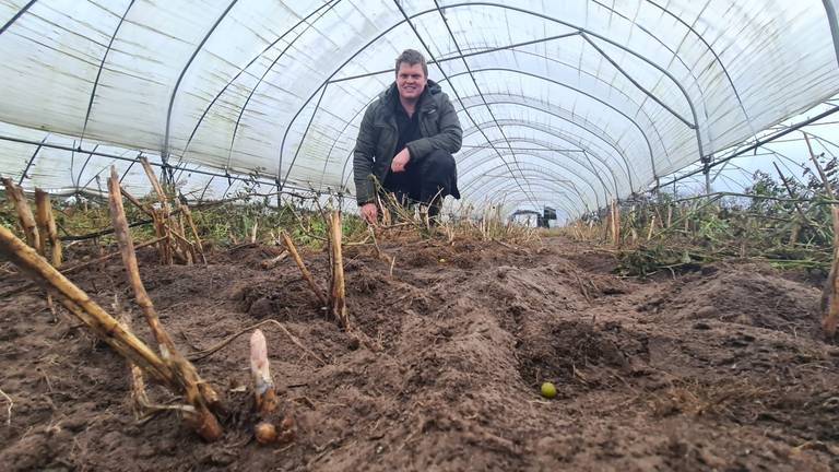 Aspergeboer Corné zag op 18 januari de eerste asperge boven de grond uitkomen (foto: Noël van Hooft)