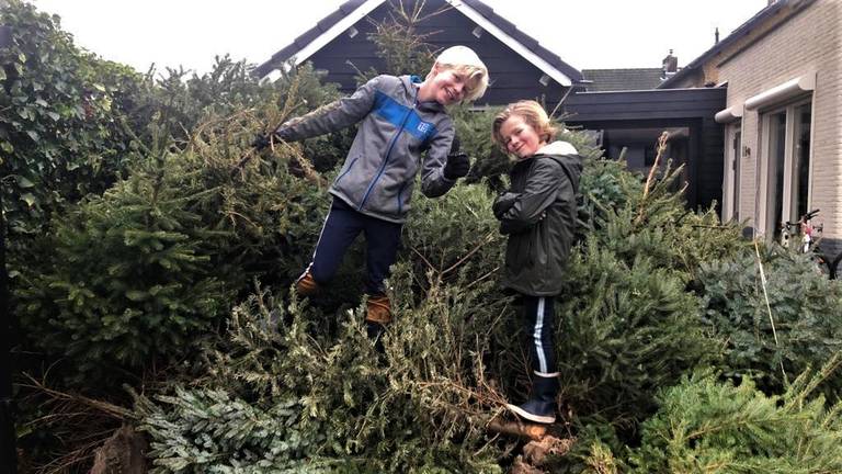 Naut (links) en Dex op hun enorme stapel bomen (foto: Karin Dubbelman-van Onzenoort). 