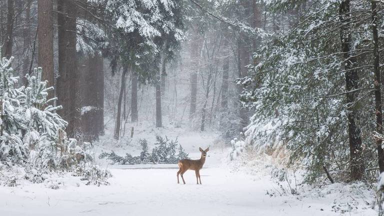 Na twee jaar proberen lukte het Fabrizio Micciche dit plaatje te schieten in het Mastbos in Breda. (Foto:Fabrizio Micciche)