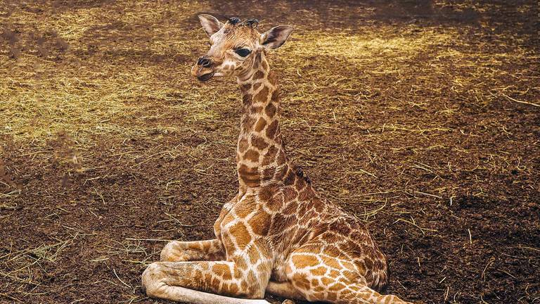 Christine maakt het goed (foto: Beekse Bergen/Mariska Vermij-van Dijk).