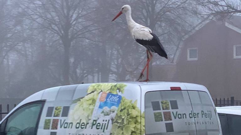De tamme ooievaar duikt op de gekste plekken op in de omgeving van Zundert (foto: Jean-Pierre van der Peijl).